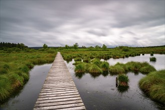 The High Fens, Brackvenn, raised bog, wooden plank hiking trail, in Wallonia, Belgium, on the