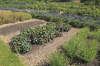 Tropaeolum nasturtium in flower growing in vegetable garden, Sissinghurst castle gardens, Kent,