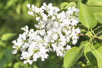 Blooming lilac in the botanical garden in spring