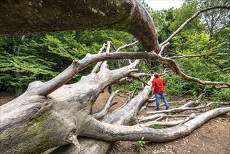 The Sababurg primeval forest, or primeval forest in the Reinhardswald, is a 95-hectare biotope