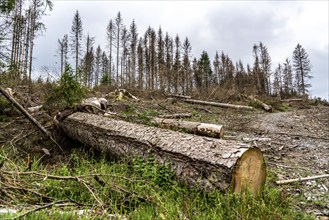 Forest dieback in the Arnsberg Forest nature park Park, over 70 per cent of the spruce trees are