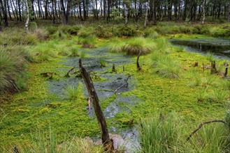 The Pietzmoor, raised bog in the Lüneburg Heath nature reserve, near Schneverdingen, Lower Saxony,