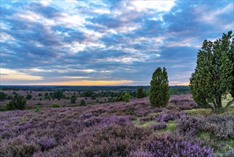 Heather blossom of the broom heather, in the Lüneburg Heath nature reserve, near Wilseder Berg,