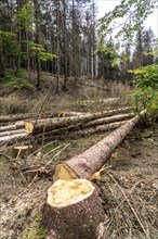 Forest dieback in Arnsberg Forest, northern Sauerland, dead spruce trees, partly cleared forest,