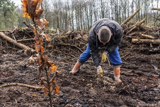 Reforestation in the Arnsberg Forest near Rüthen-Nettelstädt, Soest district, forestry workers