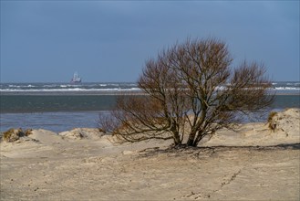 Dune landscape, tree, wind fugitive, in the west of Borkum, island, East Frisia, winter, season,