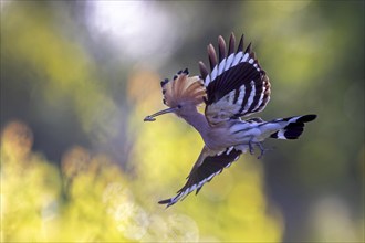 Hoopoe (Upupa epops) Bird of the Year 2022, with beetle larva as prey, erect cap, sunrise, golden