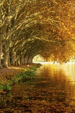 Platanen Allee, lakeside path on Lake Baldeney, near Haus Scheppen, in Essen, autumn, North