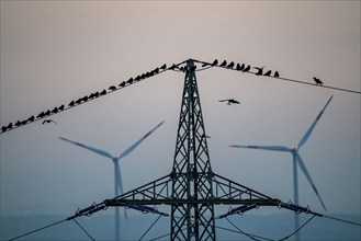 Many birds, rooks, sitting on a high-voltage power line after sunset, wind power plants, Hamm,