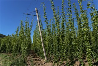 Hop growing area of the Bitburger brewery, Siegelhopfen, for the Bitburg Pils beer, near Irrel,