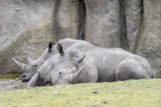 White rhinoceroses (Ceratotherium simum), Emmen Zoo, Netherlands