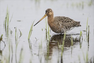 Black-tailed Godwit (Limosa limosa), Lower Saxony, Germany, Europe