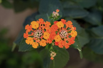 Spanish flag (Lantana camara), blooming, flower, Elllerstadt, Germany, Europe