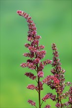 Astilbe, flowering, blossom, Elllerstadt, Germany, Europe