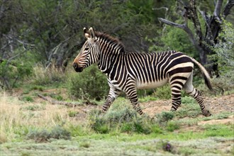 Cape Mountain Zebra (Equus zebra zebra), adult, running, foraging, Mountain Zebra National Park,