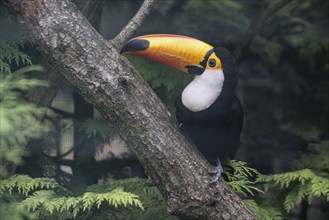 Toco toucan (Ramphastos toco), Vogelpark Walsrode, Lower Saxony, Germany, Europe