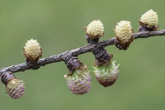 Larch (Larix decidua), male and female flowers, Emsland, Lower Saxony, Germany, Europe