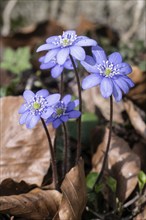 Liverwort (Hepatica nobilis), North Rhine-Westphalia, Germany, Europe