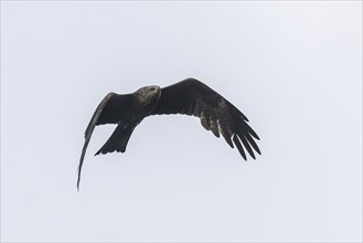 Black kite (Milvus migrans), flying, Baden-Württemberg, Germany, Europe