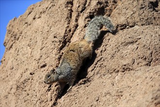 Rock gopher, (Otospermophilus variegatus), adult, on rocks, vigilant, Sonoran Desert, Arizona,