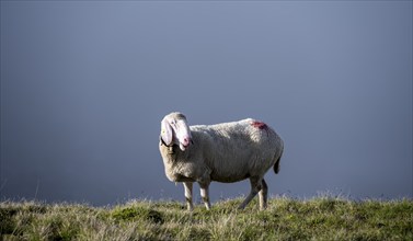 Sheep with bell on a mountain meadow in front of clouds, Berliner Höhenweg, Zillertal Alps, Tyrol,