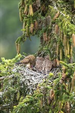 Common kestrel (Falco tinnunculus), female adult bird feeding young birds not yet ready to fly in