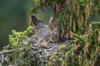 Common kestrel (Falco tinnunculus), young birds not yet ready to fly in the nest,