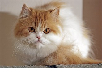 Persian cat, long-haired cat