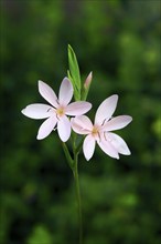 River lily (Hesperantha coccinea), flowering, blooming, at a pond, Elllerstadt, Germany, Europe