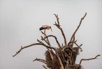 Yellow-billed stork (Mycteria ibis) sitting on a dead tree with weaver's nest, Sunset Dam, Southern