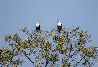 Two Lesser Spotted Eagles (Haliaeetus vocifer) perched in a tree against a blue sky, adult and