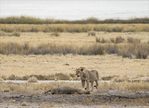 Two lions (Panthera leo), juvenile males, standing and lying, Etosha National Park, Namibia, Africa