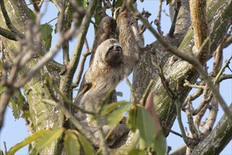 Brown throated Three toed Sloth, Bradypus variegatus, in a tree, Amazon basin, Brazil, South