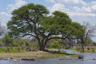 Hippopotamus bathing (Hippopotamus amphibius), hippo, danger, dangerous, in Khwai river in Moremi