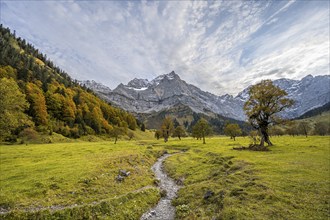 Maple trees with autumn leaves, autumn landscape in Rißtal with Spritzkarspitze, Großer Ahornboden,