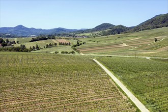 Aerial view of vineyards in the southern wine route, Frankweiler, 25 05 2023