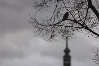 Rainy weather in Dresden's old town. Due to the heavy rainfall, the river levels in Saxony are