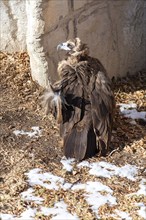 Denver, Colorado, A cinereous vulture (Aegypius monachus) at the Denver Zoo