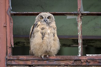 Eurasian eagle-owl (Bubo bubo), fledged young bird, in an old window frame, industrial building,