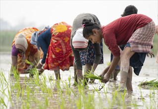 Morigaon, India. 20 February 2024. Women plant rice saplings in a paddy field on February 20, 2024