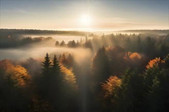 Aerial view of fog covered forest in autumn with mystic golden sunlight, AI generated