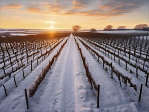 AI generated aerial view of winter in the vineyard with snow blankets dormant vines and ambient