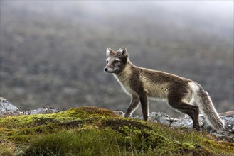 Arctic fox in summer coat, Arctic fox, (Alopex lagopus), summer coat, biotope, foraging, Svalbard