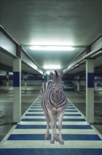 Funny photo, zebra standing on zebra crossing in car park