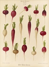 Vegetable, radish, after Ernst Samuel Benary (10 November 1819, 19 February 1893), Hessian