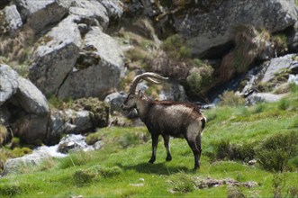 An ibex stands in a meadow against a background of rocks and a small stream, Gredos ibex (Capra