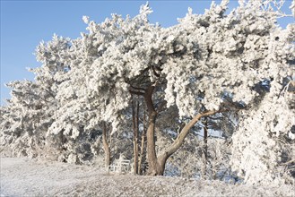 Travelling trees, freezing cold, Hohenwarthe, Saxony-Anhalt, Germany, Europe