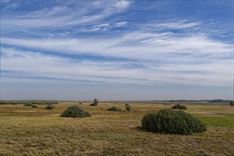 The Biebrza Valley in the Biebrza National Park in northern Poland. Goniadz, Podlasie, Poland,