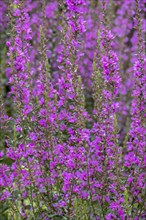 Purple loosestrife (Lythrum salicaria), spiky loosestrife, flowering purple lythrum, North