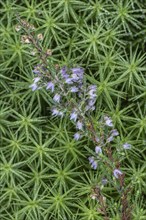 Broom heather (Calluna vulgaris) in common moss (Polytrichum commune), Emsland, Lower Saxony,